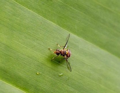 Bactrocera dorsalis, la mouche orientale des fruits, mouche des fruits asiatiqu