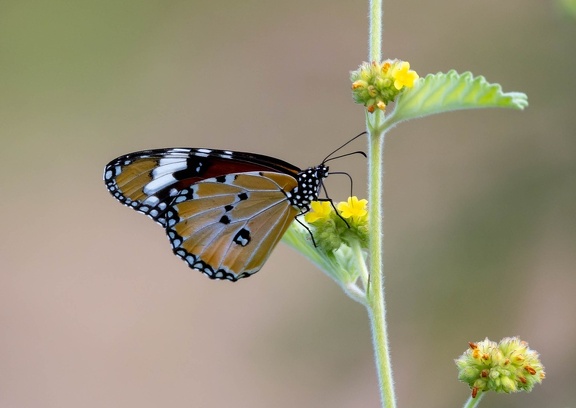  Petit monarque (Danaus chrysippus) 