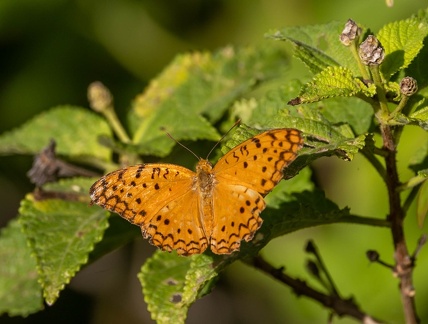 Phalanta phalantha aethiopa - léopard commun