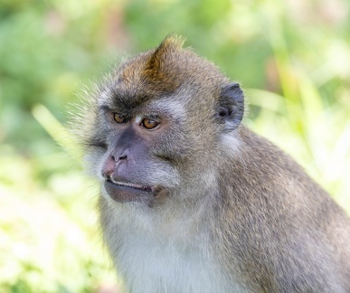  macaque crabier (Macaca fascicularis), macaque de Java, macaque à face rouge, macaque à longue queue, singe cynomolgus