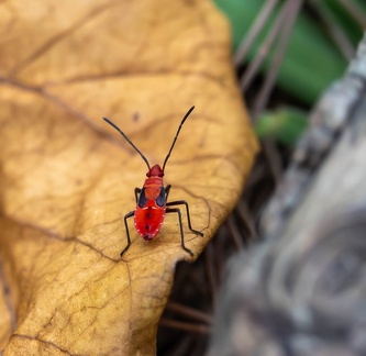 Dysdercus cingulatus - tache de coton rouge