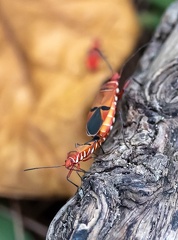 Dysdercus cingulatus - tache de coton rouge