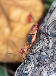 Dysdercus cingulatus - tache de coton rouge