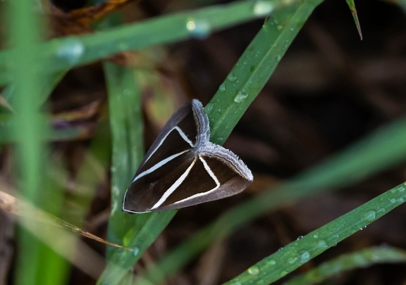 Chalciope delta