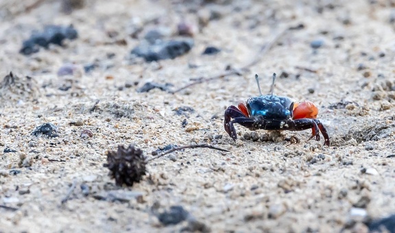 Crabe violoniste