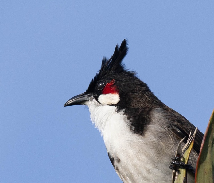 Bulbul orphée Pycnonotus jocosus - Red-whiskered Bulbul