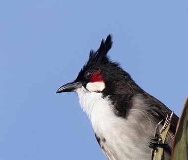 Bulbul orphée Pycnonotus jocosus - Red-whiskered Bulbul