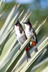 Bulbul orphée Pycnonotus jocosus - Red-whiskered Bulbul