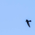 Salangane des Mascareignes Aerodramus francicus - Mascarene Swiftlet