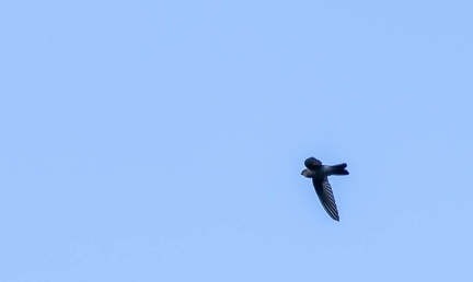 Salangane des Mascareignes Aerodramus francicus - Mascarene Swiftlet