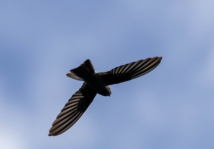 Salangane des Mascareignes Aerodramus francicus - Mascarene Swiftlet