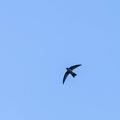 Salangane des Mascareignes Aerodramus francicus - Mascarene Swiftlet