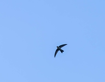 Salangane des Mascareignes Aerodramus francicus - Mascarene Swiftlet