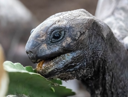Tortue géante des Seychelles Aldabrachelys gigantea