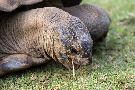 Tortue géante des Seychelles Aldabrachelys gigantea