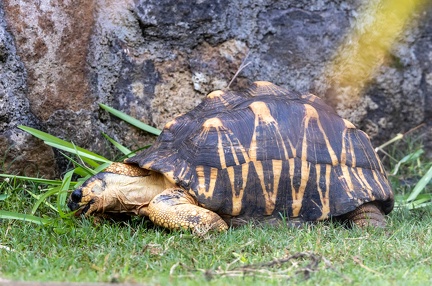  tortue étoilée, tortue radiée