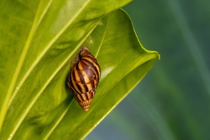  Escargot géant africain, Achatine, Achatine foulque (Lissachatina fulica)