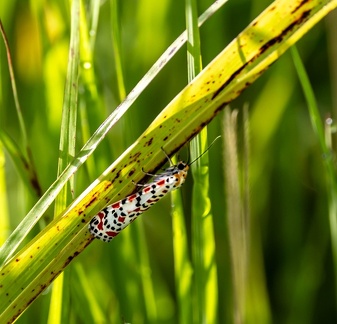  utetheisa elata elata - écaille
