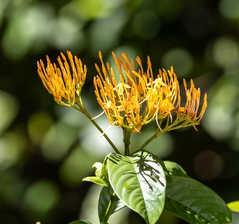   Palicourea