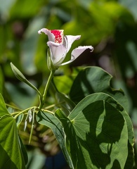 Arbre orchidée  Bauhinia monandra