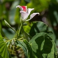 Arbre orchidée  Bauhinia monandra