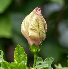 Hibiscus Rose de Chine  Hibiscus rosa-sinensis
