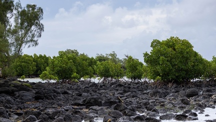 belle mare : mangrove