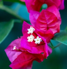 Bougainvillea glabra