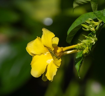 allamanda