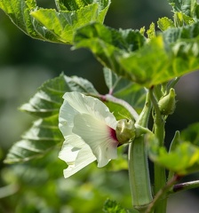 Gombo  Abelmoschus esculentus · Okra
