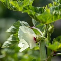 Gombo  Abelmoschus esculentus · Okra