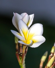 Plumeria rubra - frangipanier rouge, frangipanier commun. 