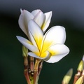 Plumeria rubra - frangipanier rouge, frangipanier commun. 