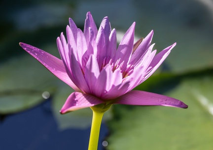 Nymphaea capensis