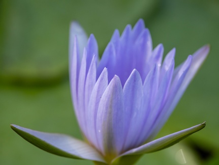 Nymphaea capensis - nénuphar bleu