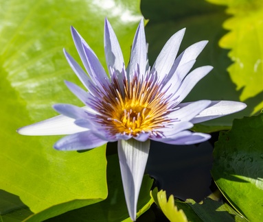 Nymphaea capensis - nénuphar bleu