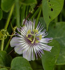 Passiflora foetida,  passiflore fétide
