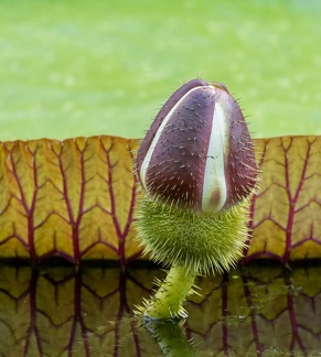 Victoria amazonica  Nénuphar géant