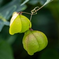 Cardiospermum halicacabum,  petite vigne en ballon, plante en ballon, amour en bouffée