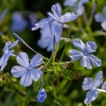 Dentelaire du Cap  Plumbago auriculata