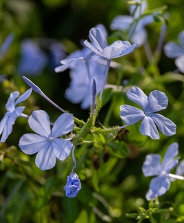 Dentelaire du Cap  Plumbago auriculata