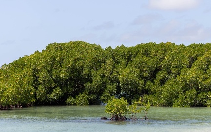belle mare : mangrove