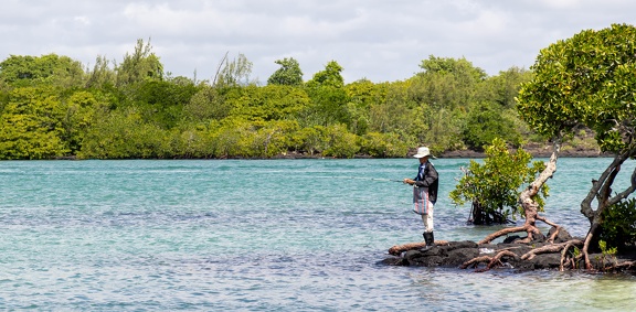 belle mare : mangrove