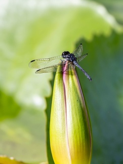 libellule : planeur de ruisseau noir (Trithemis festiva),  chute d'indigotine
