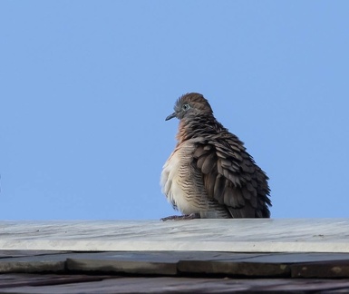 Géopélie zébrée Geopelia striata - Zebra Dove