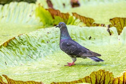 Pigeon biset Columba livia - Rock Dove