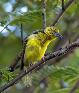 Tisserin gendarme Ploceus cucullatus - Village Weaver