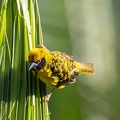 Tisserin gendarme Ploceus cucullatus - Village Weaver