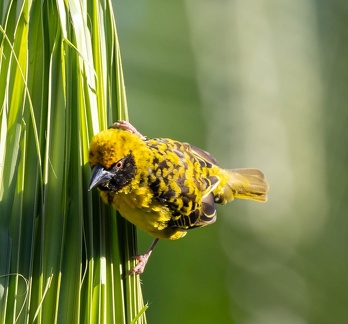 Tisserin gendarme Ploceus cucullatus - Village Weaver