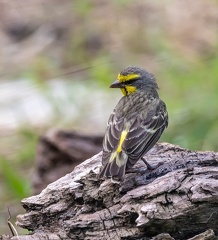 Serin du Mozambique Crithagra mozambica - Yellow-fronted Canary